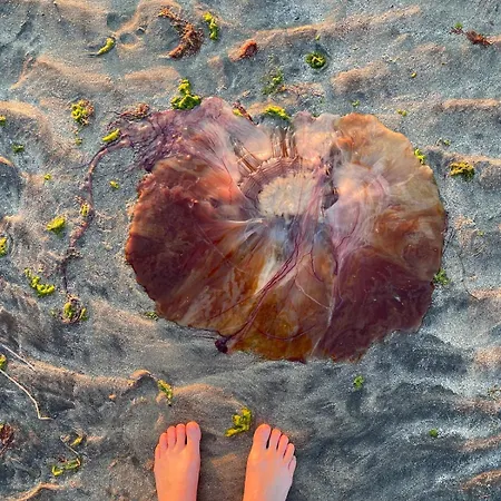 Nykmark-eco House Private Appartement